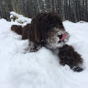 Meet your Posher, Olive